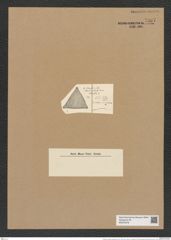 Triceratium radioso-reticulaticum Grun. (de-Toni-Nr.: Genus 140, Species 3753) Zeichnungen Sammlung Grunow Nr. 7267 (NHMW-BOT-W0376278)